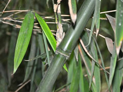 橄榄竹